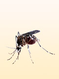 Картинка-анонс к статье Аллергия на комариные укусы
