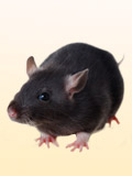 Картинка-анонс к статье Симптомы и способы лечения аллергии на декоративных крыс