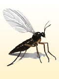 Картинка-анонс к статье Симптомы аллергии на укусы насекомых