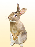 Картинка-анонс к статье Может ли быть аллергия на кролика?