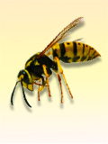 Картинка-анонс к статье Аллергия на укусы пчел: симптомы и лечение
