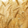 Аллергия на пшеничную муку