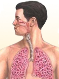 Картинка-анонс к статье Симптомы и лечение альвеолита