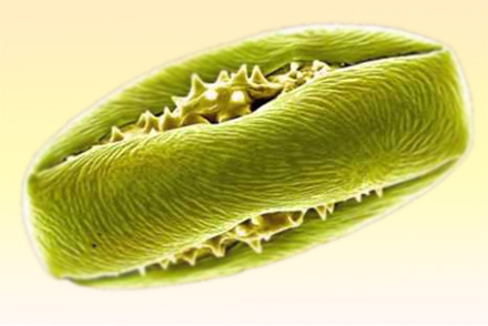 Макрофотосъемка пыльцы растения