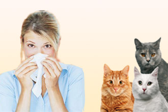 зависит ли аллергия от породы котов