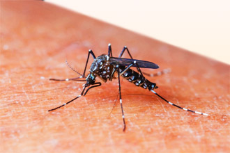 комариный укус, последствия