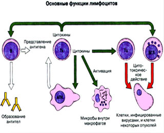 Схема функций лимфоцитов