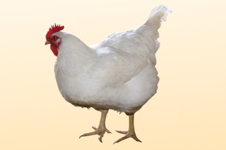Как часто бывает аллергия на курицу thumbnail