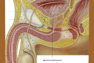 Схематичное изображение мочеполовой системы мужчины